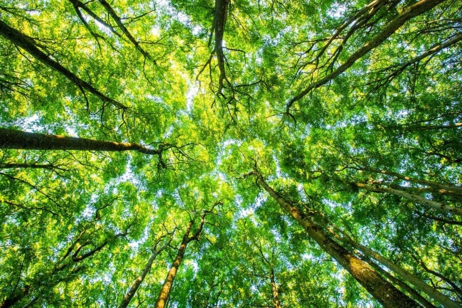 20 lợi ích quan trọng của cây xanh đối với sự sống của con người